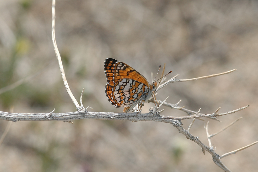 Neumoegen's Sagebrush Checkerspot