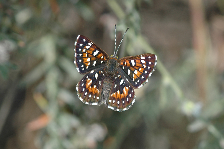 Apodemia virgulti nigrescens - Dark Metalmark