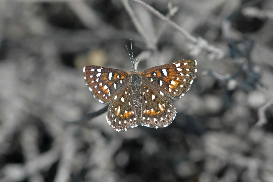 Apodemia virgulti nigrescens - Dark Metalmark