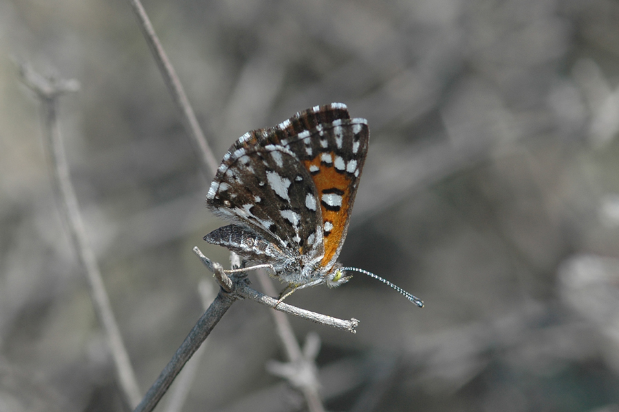 Apodemia virgulti nigrescens - Dark Metalmark
