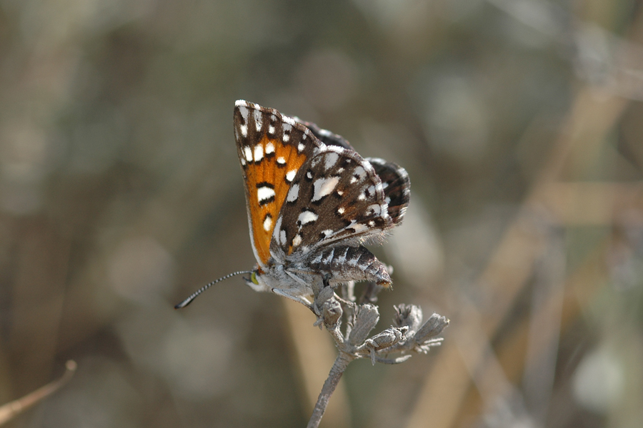 Apodemia virgulti nigrescens - Dark Metalmark