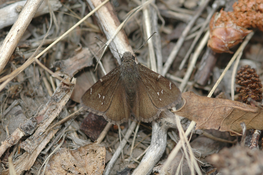 Thorybes phylades - Northern Cloudywing