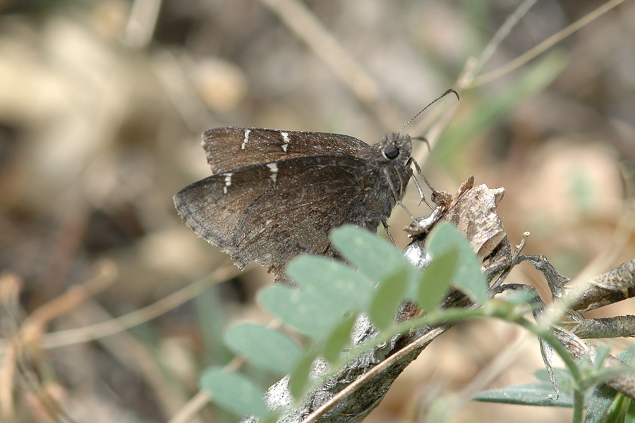 Thorybes phylades - Northern Cloudywing