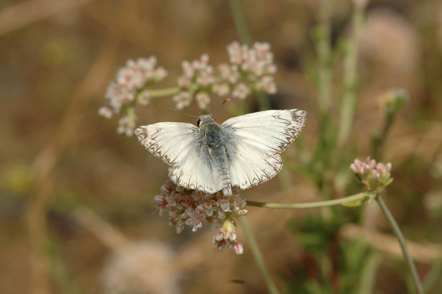 Heliopetes ericetorum - Northern White-Skipper