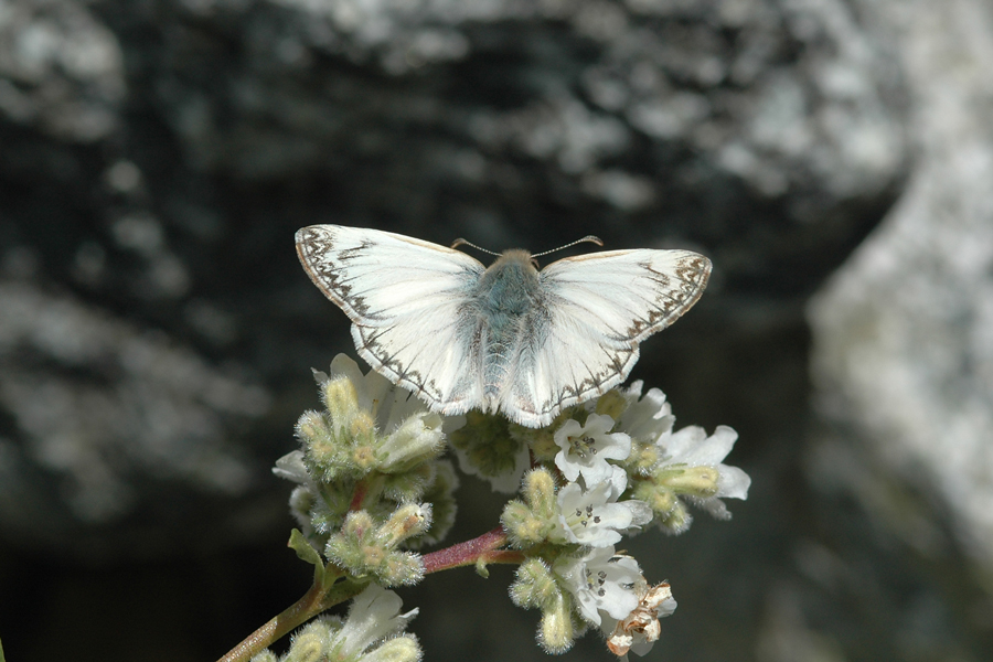 Heliopetes ericetorum - Northern White Skipper