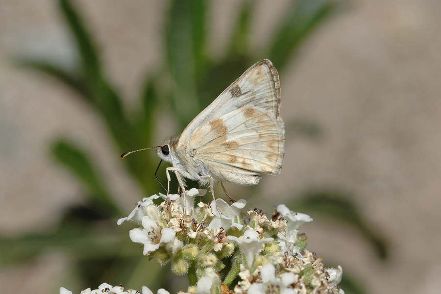 Heliopetes ericetorum - Northern White Skipper