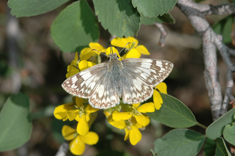 Heliopetes ericetorum - Northern White Skipper