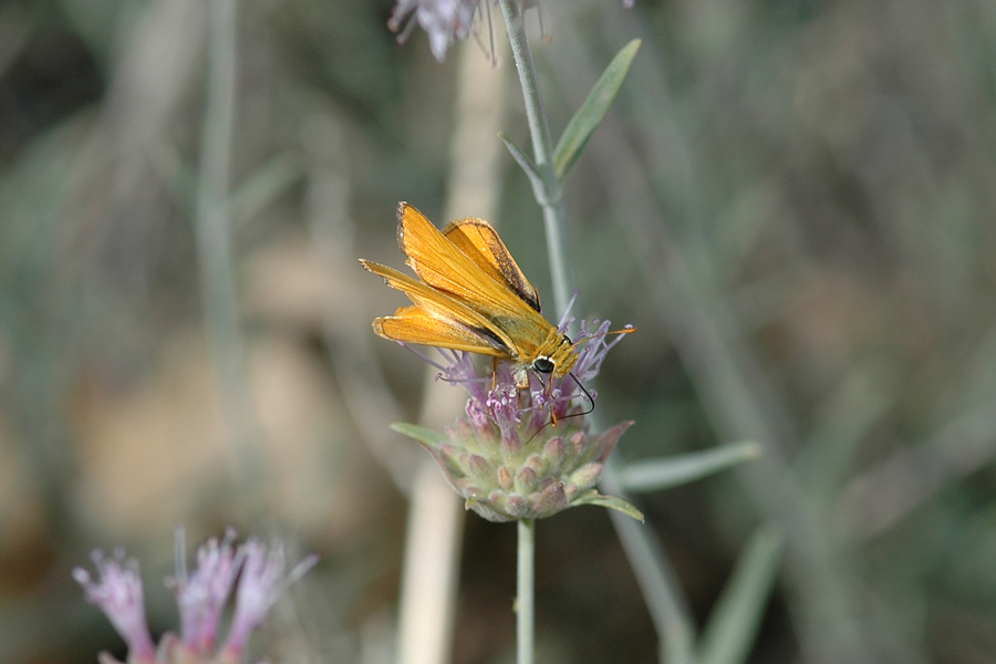 Copaeodes aurantiaca - Orange Skipperling