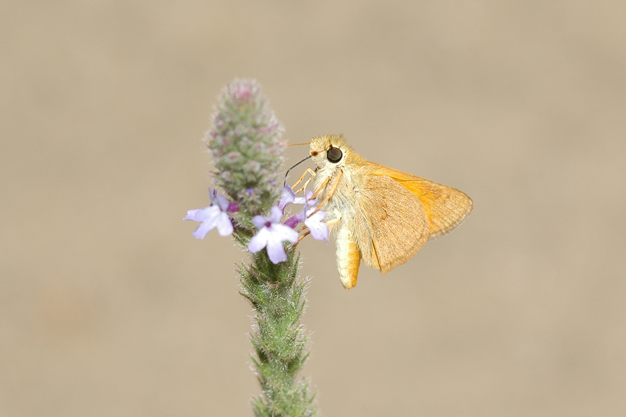 Copaeodes aurantiaca - Orange Skipperling