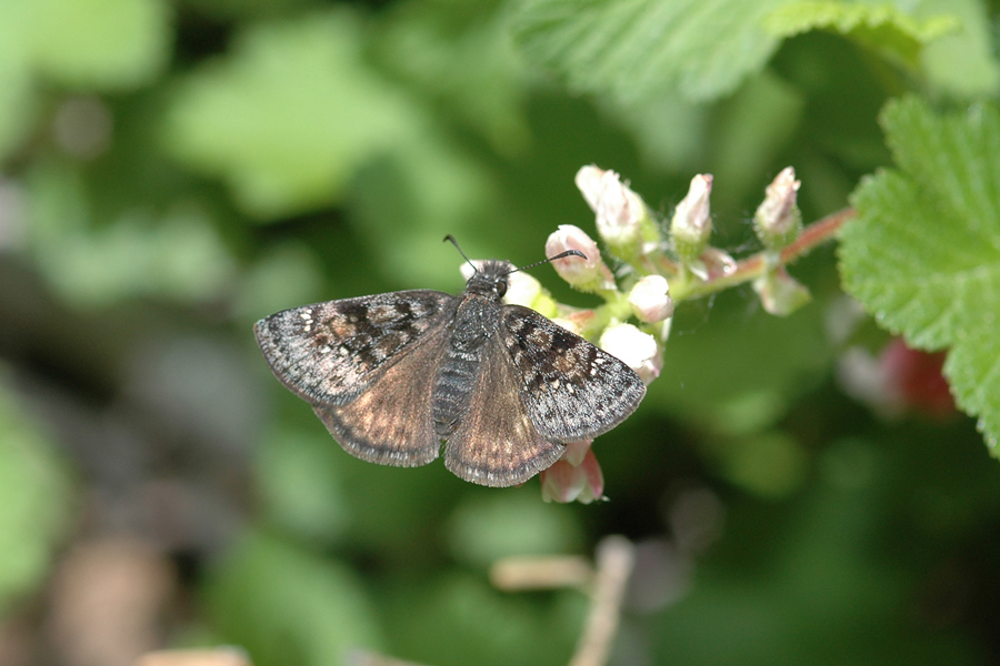 Erynnis pacuvius callidus - 'Artful' Pacuvius Duskywing