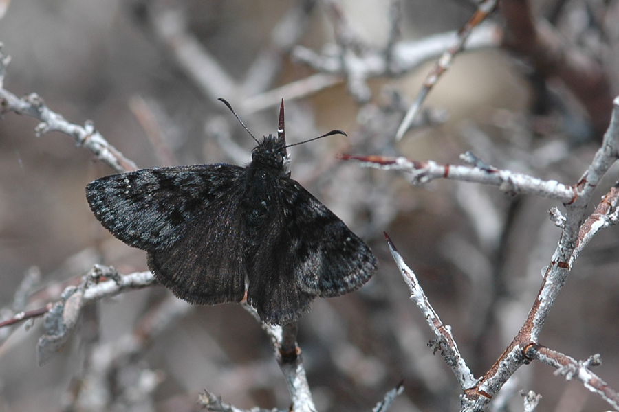 Erynnis pacuvius callidus - 'Artful' Pacuvius Duskywing
