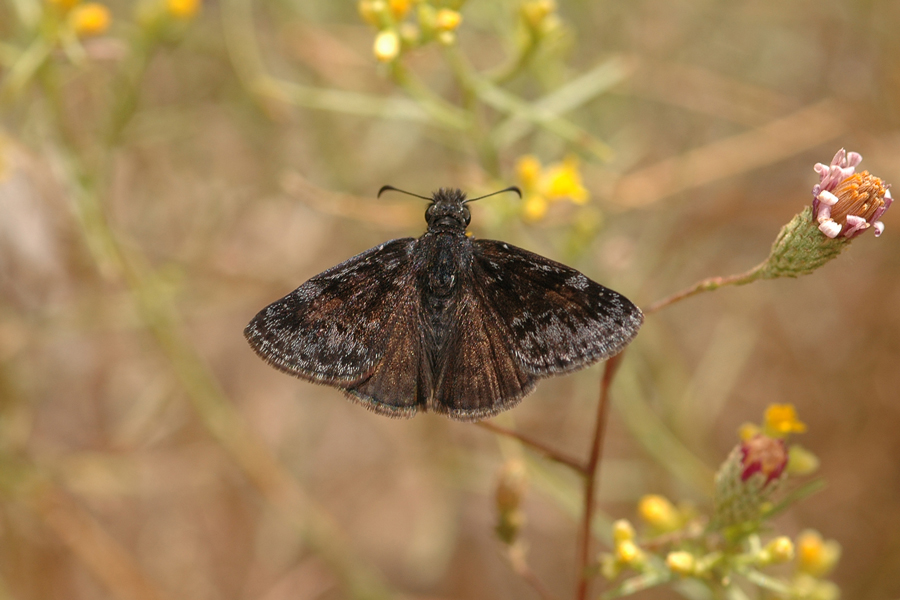 Erynnis pacuvius callidus - 'Artful' Pacuvius Duskywing