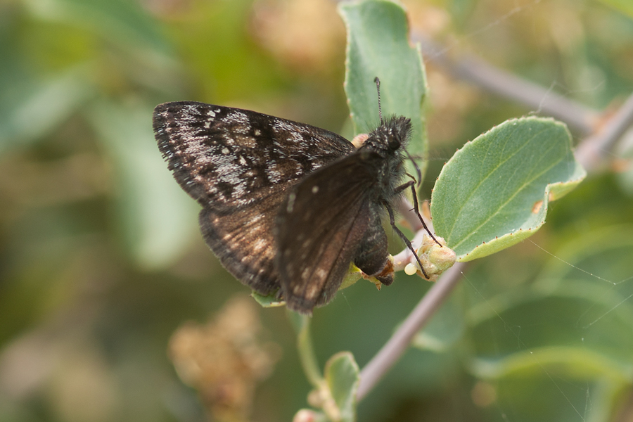 Erynnis pacuvius callidus - 'Artful' Pacuvius Duskywing