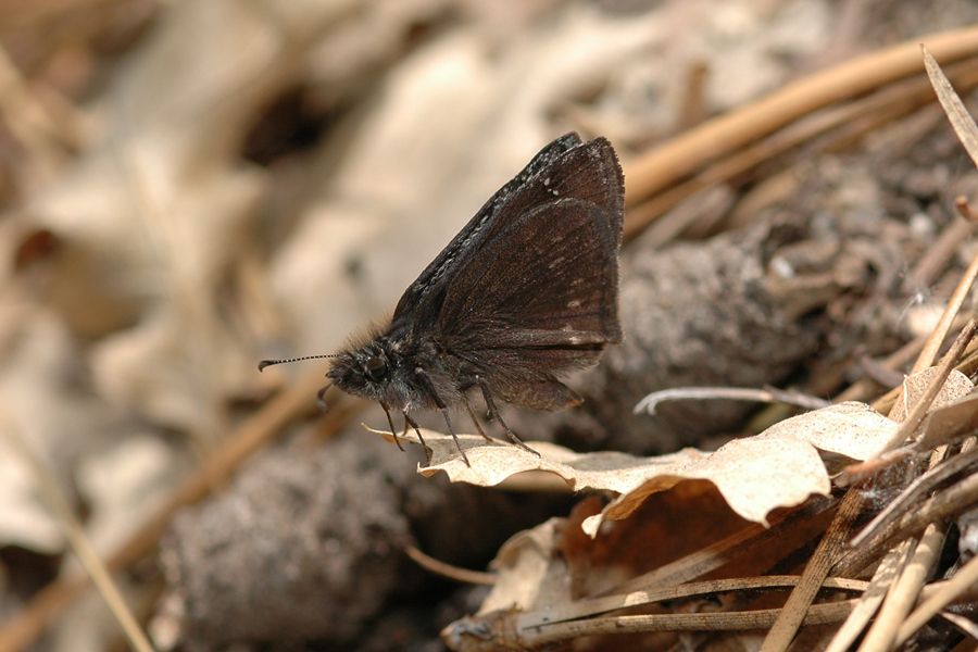 Erynnis pacuvius callidus - 'Artful' Pacuvius Duskywing