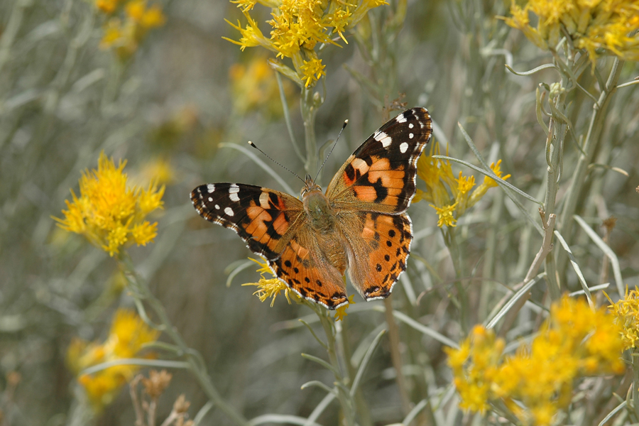 Vanessa cardui - Painted Lady