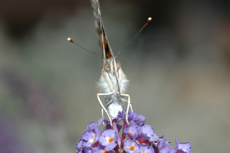 Vanessa cardui - Painted Lady