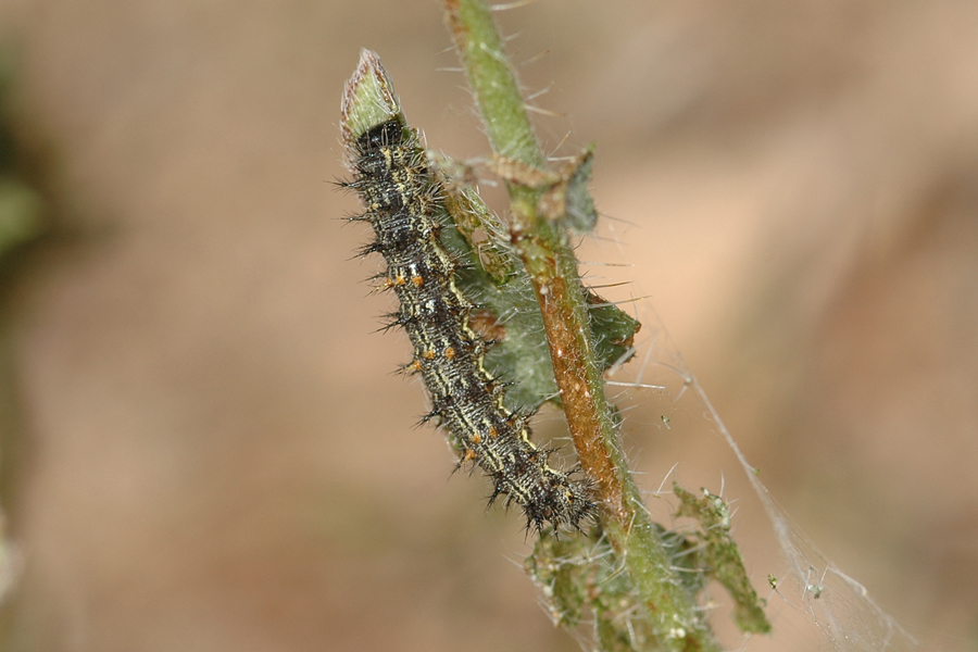 Caterpillar of Vanessa cardui - Painted Lady