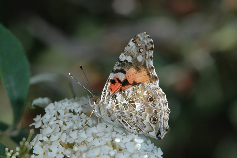 Vanessa cardui - Painted Lady