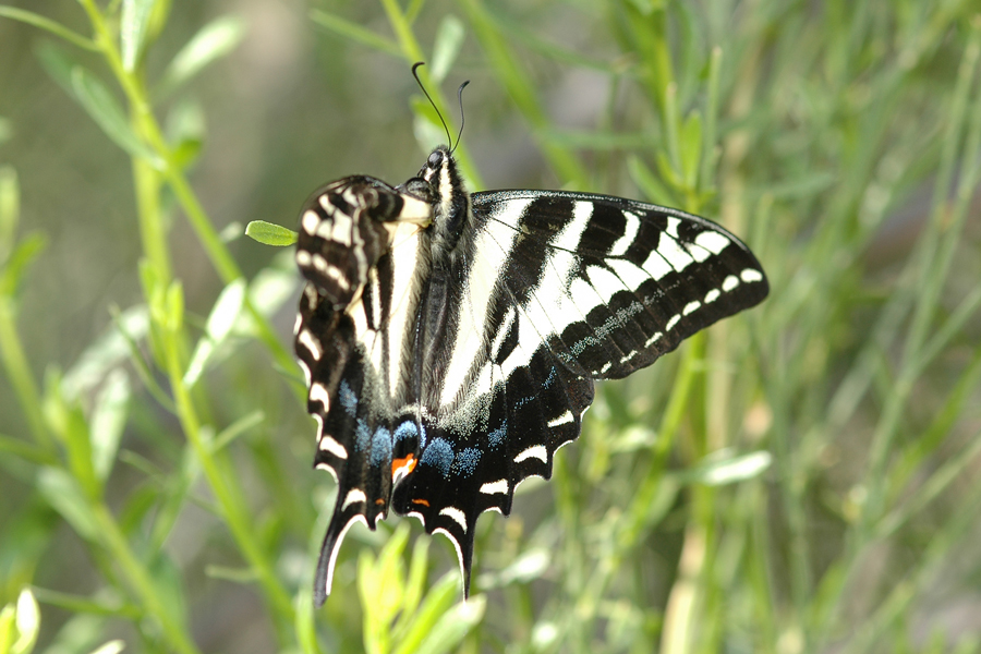 Pale Swallowtail - Papilio eurymedon