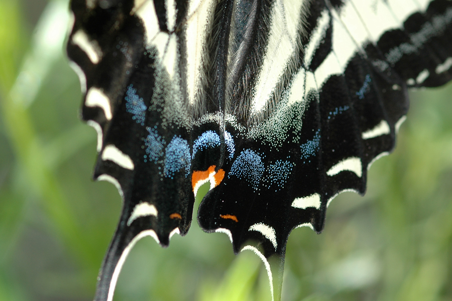 Pale Swallowtail - Papilio eurymedon