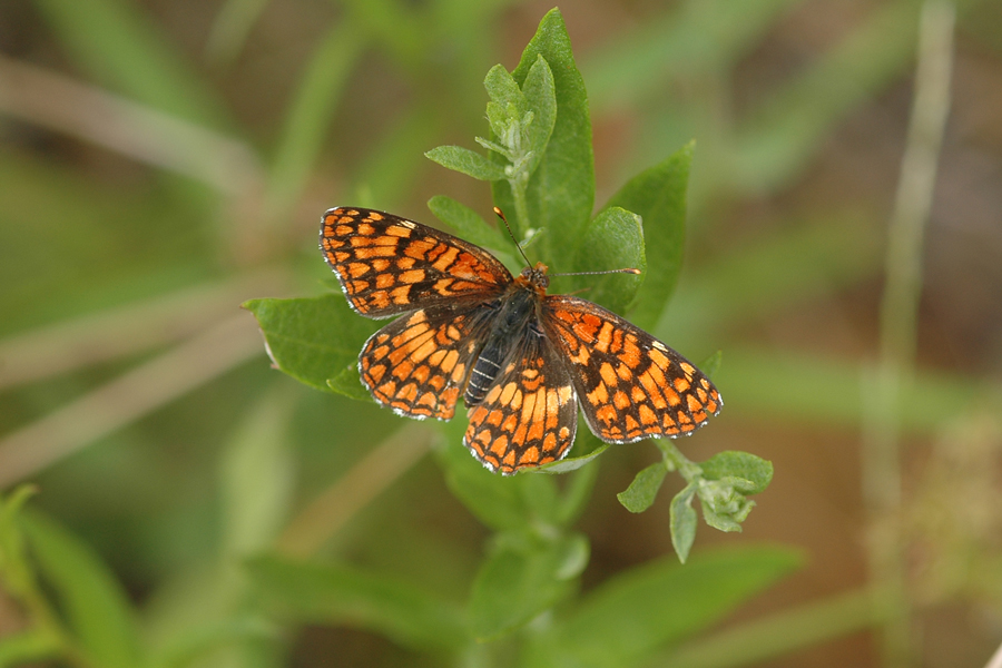 Chlosyne palla palla - Northern Checkerspot
