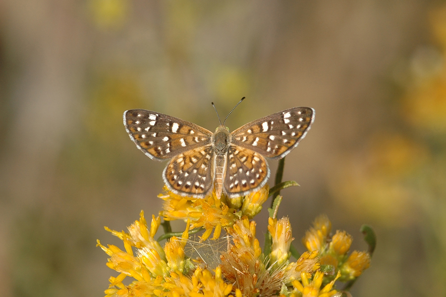 Apodemia palmerii palmerii - Palmer's Metalmark