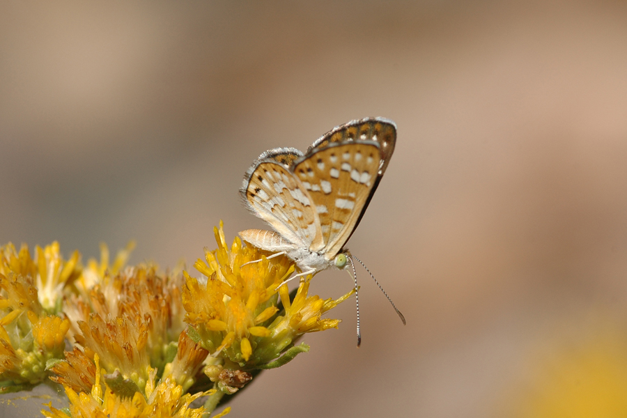 Apodemia palmerii palmerii - Palmer's Metalmark