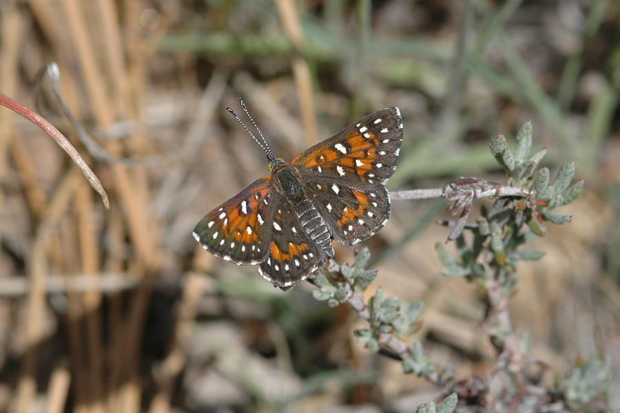 Apodemia virgulti peninsularis - Peninsular Metalmark