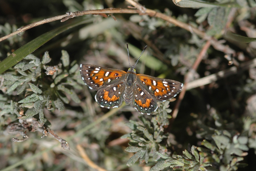 Apodemia virgulti peninsularis - Peninsular Metalmark