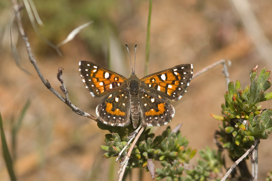 Apodemia virgulti peninsularis - Peninsular Metalmark