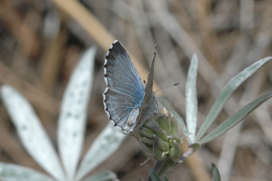 San Gabriel Mountains Arrowhead Blue - Glaucopsyche piasus gabrielina