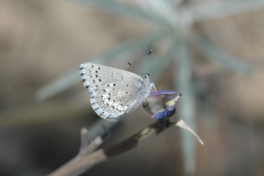 San Gabriel Mountains Arrowhead Blue - Glaucopsyche piasus gabrielina