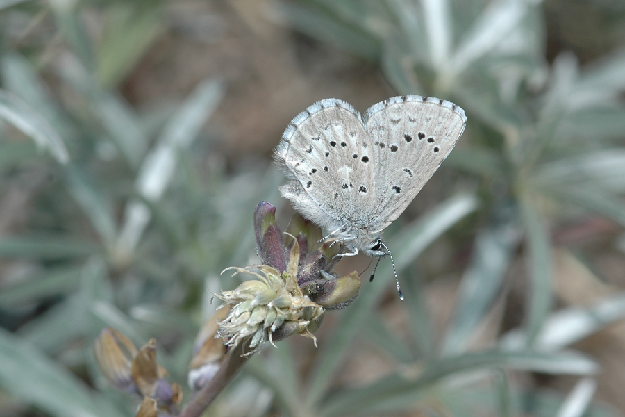 San Gabriel Mountains Arrowhead Blue - Glaucopsyche piasus gabrielina