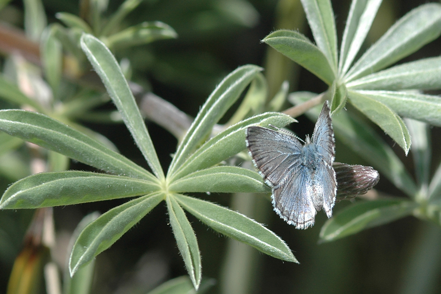 Arrowhead Blue - Glaucopsyche piasus sagittigera