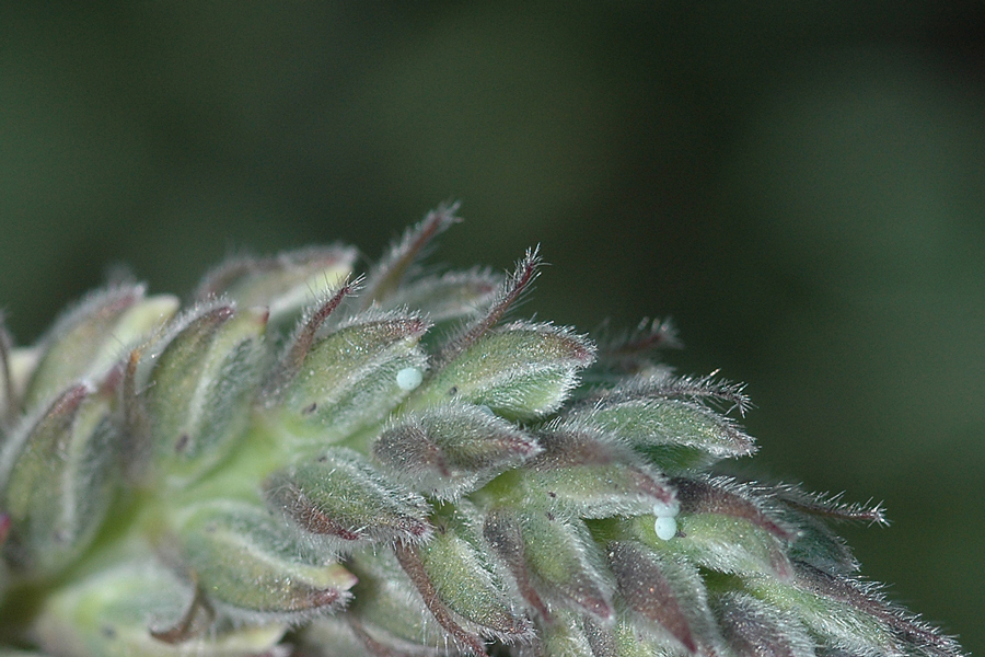 Arrowhead Blue - Glaucopsyche piasus sagittigera
