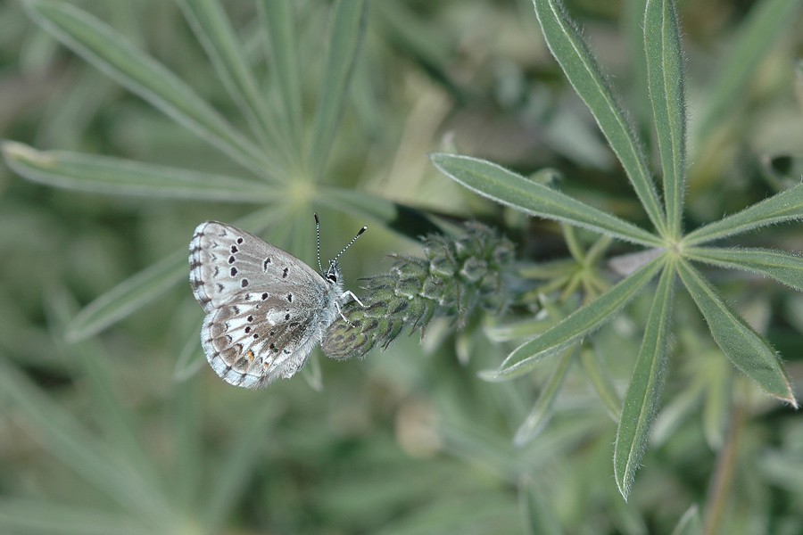 Arrowhead Blue - Glaucopsyche piasus sagittigera