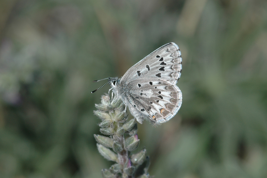 Arrowhead Blue - Glaucopsyche piasus sagittigera