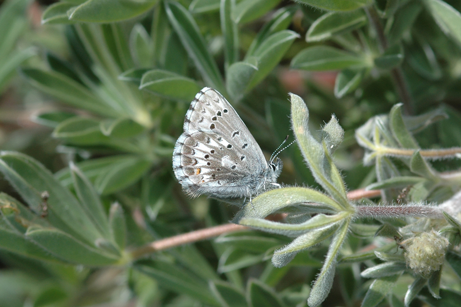 Arrowhead Blue - Glaucopsyche piasus sagittigera