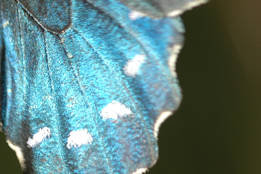 Pipevine Swallowtail - Battus philenor