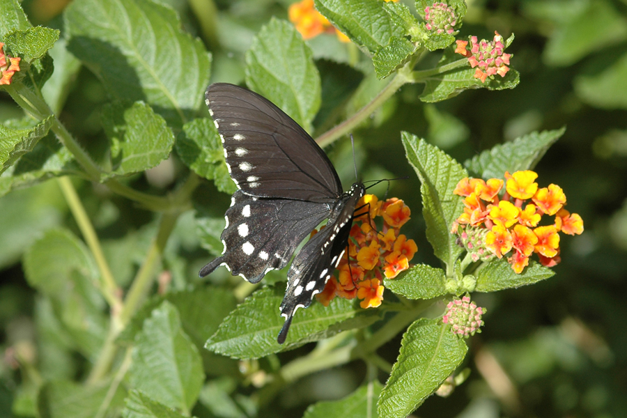 Pipevine Swallowtail - Battus philenor