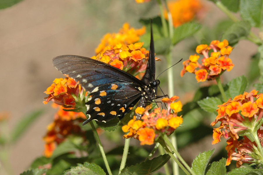 Pipevine Swallowtail - Battus philenor