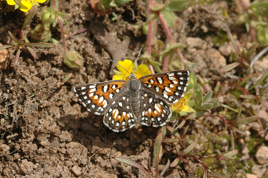 Photograph of Apodemia virgulti pratti from Holcomb Valley
