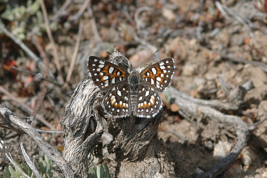 Male Apodemia virgulti pratti