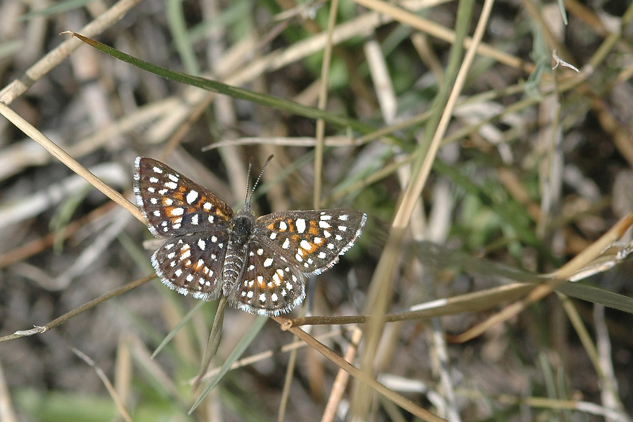 Photograph of Apodemia virgulti pratti