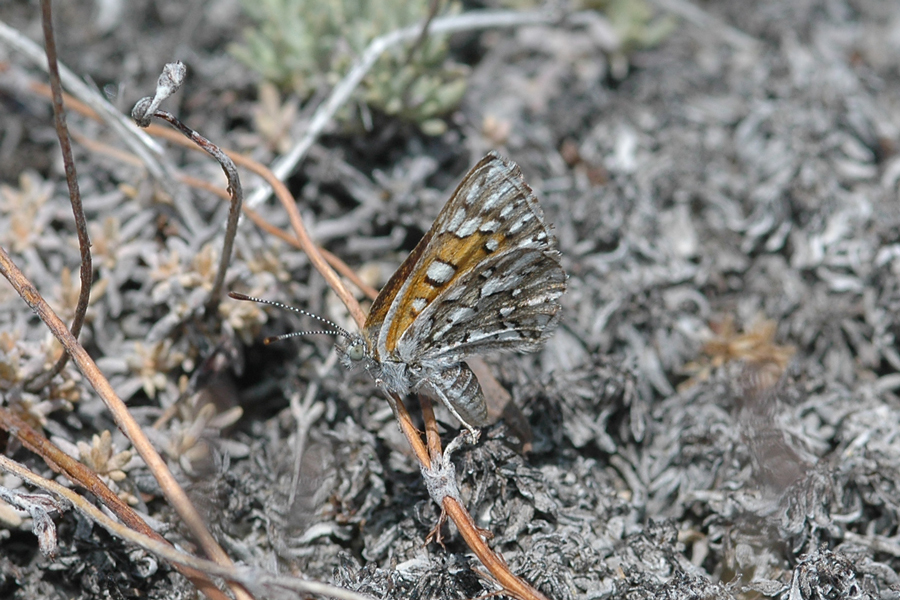 Apodemia virgulti pratti ventral