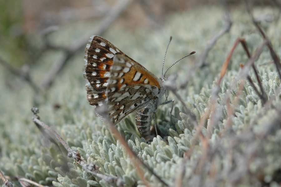 Female Apodemia virgulti pratti