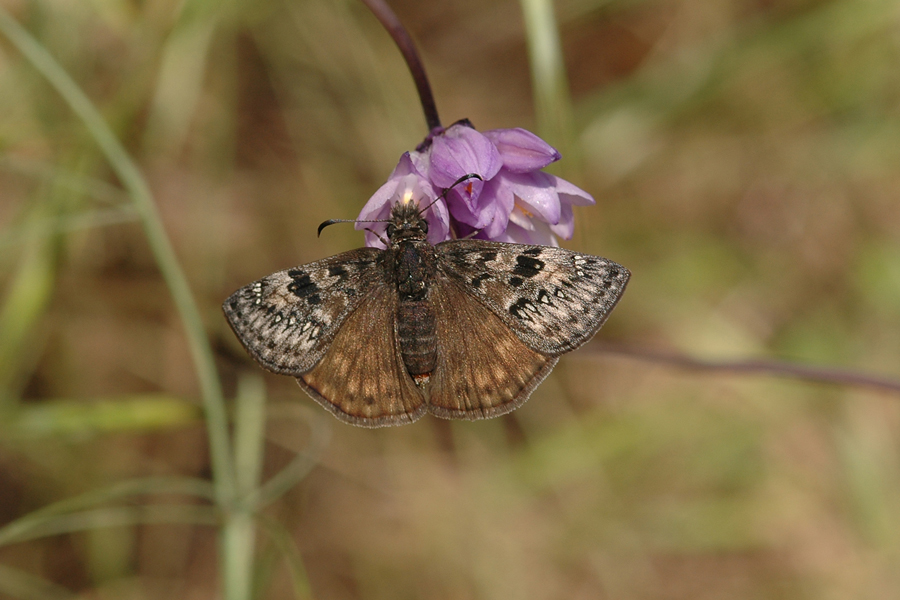 Photo of a female Gesta propertius - Propertius Duskywing