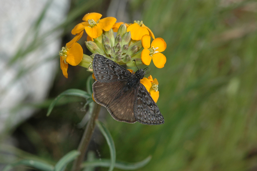 A male Gesta propertius - Propertius Duskywing