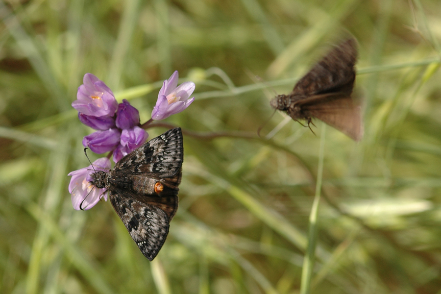 Female Gesta propertius - Propertius Duskywing - at the San Gabriel River