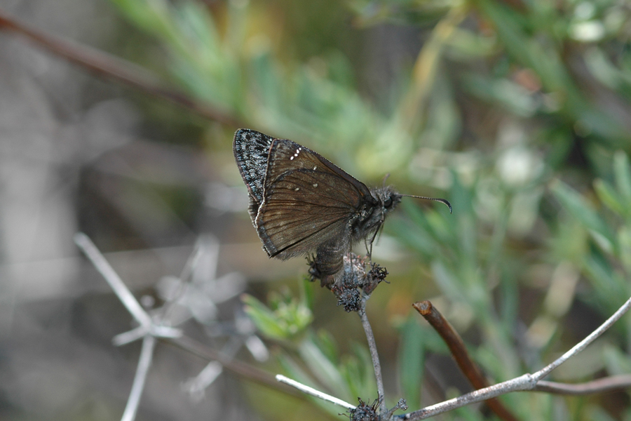 Underside of the wings of Gesta propertius - Propertius Duskywing
